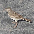 Pipit de Berthelot