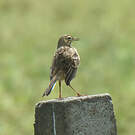 Pipit de Richard