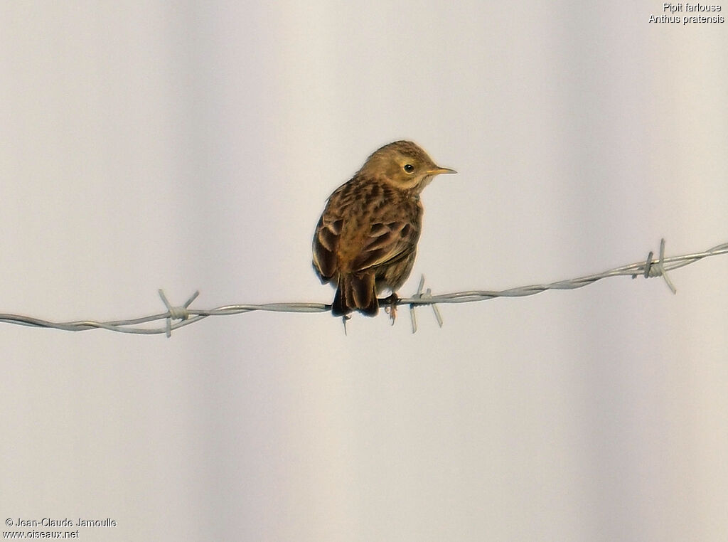 Pipit farlouse