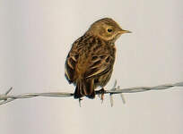 Pipit farlouse