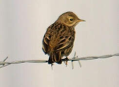 Meadow Pipit