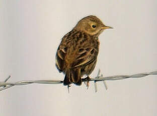 Pipit farlouse