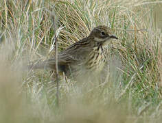 Pipit farlouse