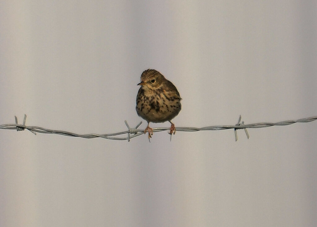 Pipit farlouse, Comportement