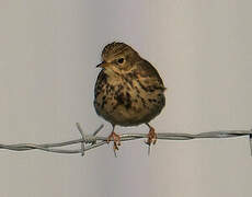 Pipit farlouse