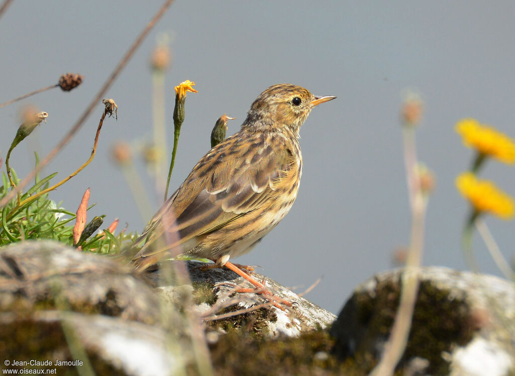 Meadow Pipit