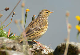 Meadow Pipit