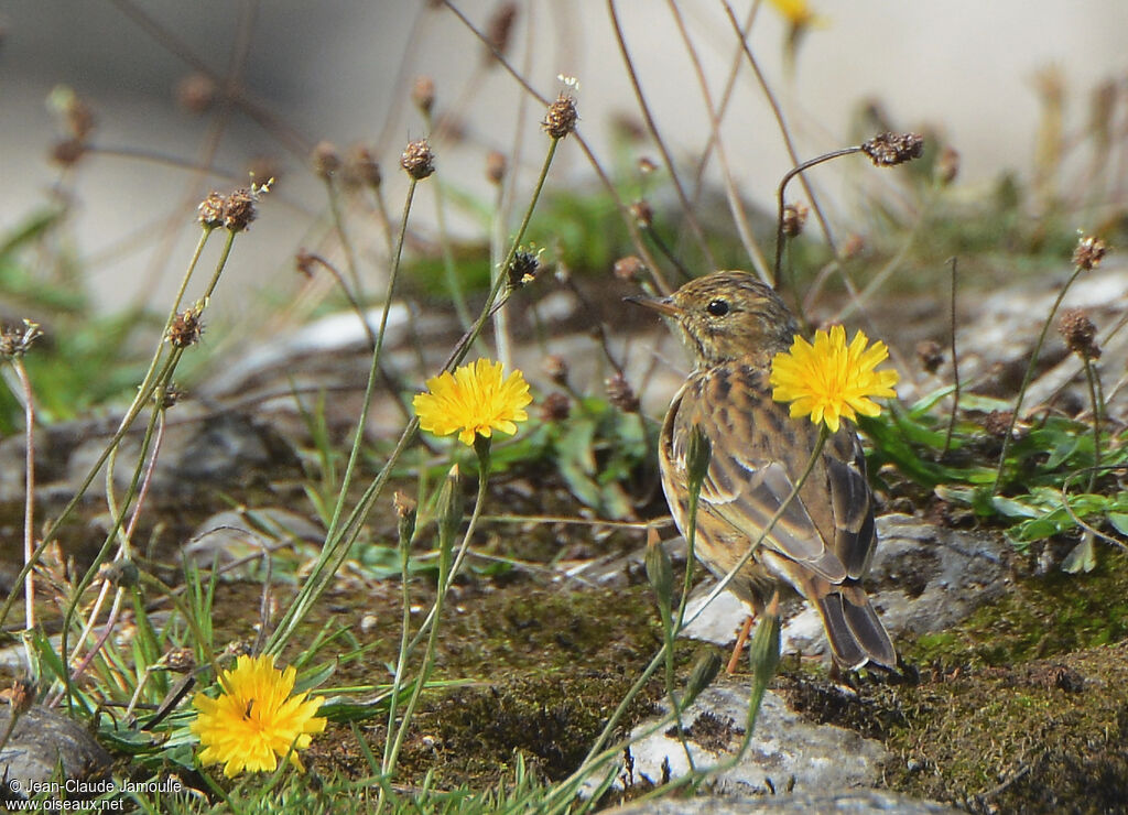 Pipit farlouse