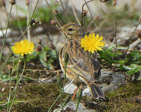 Pipit farlouse