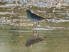 Water Pipit