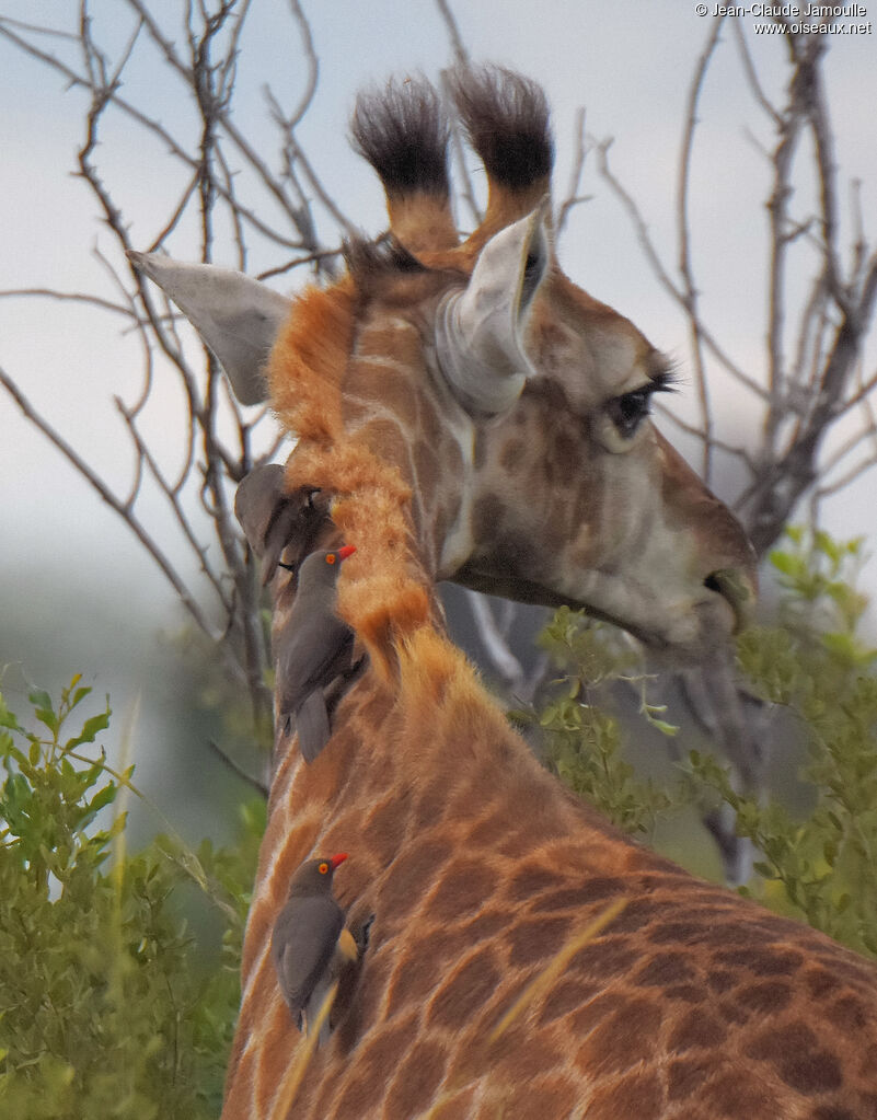 Red-billed Oxpecker