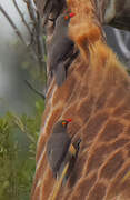 Red-billed Oxpecker