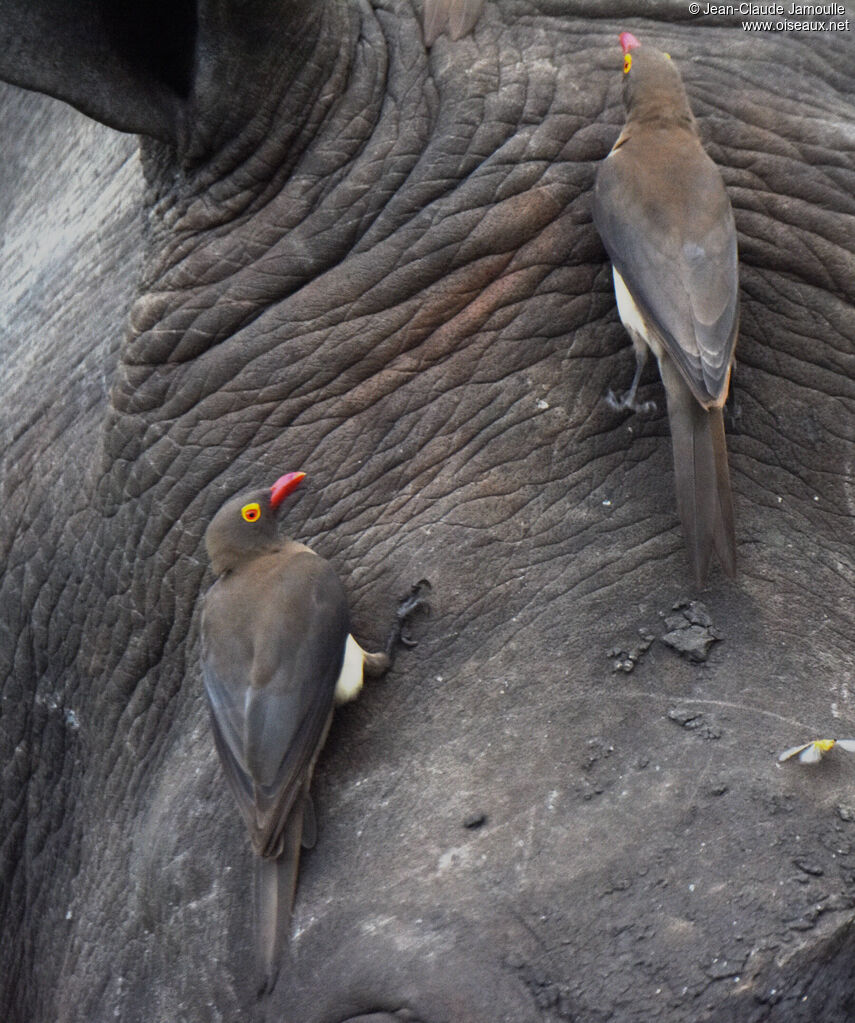 Red-billed Oxpecker