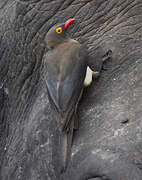 Red-billed Oxpecker