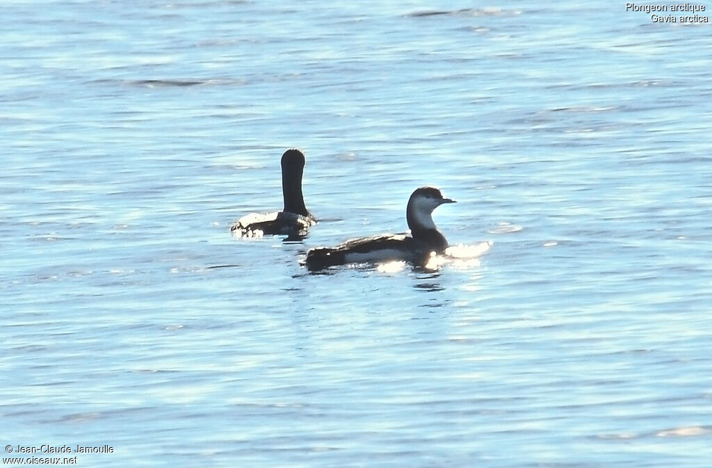 Plongeon arctique, Comportement