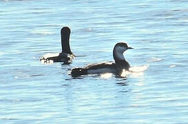 Plongeon arctique