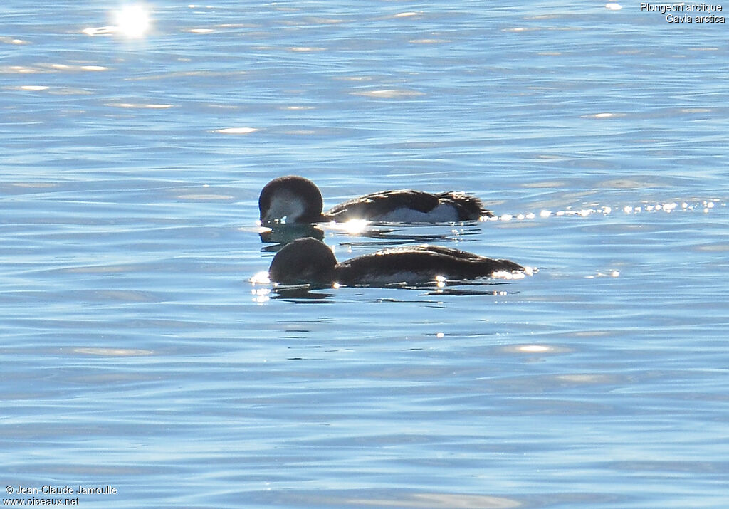 Black-throated Loon, Behaviour