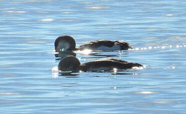 Plongeon arctique