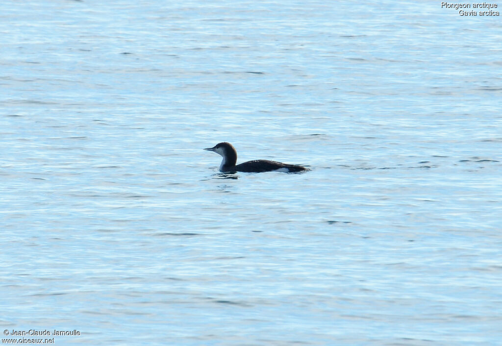 Black-throated Loon, Behaviour