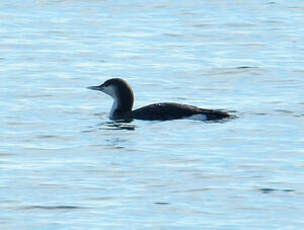 Plongeon arctique