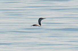 Plongeon catmarin