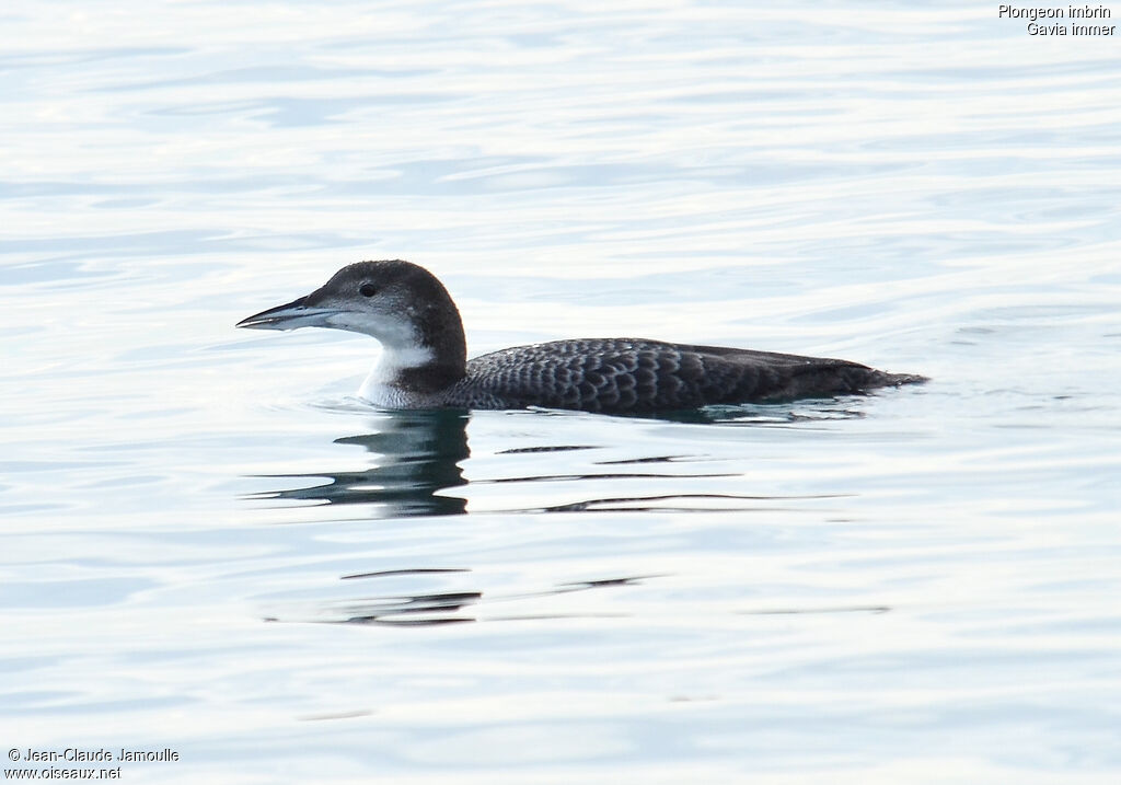 Common Loonjuvenile