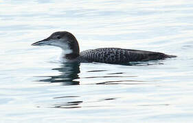 Common Loon