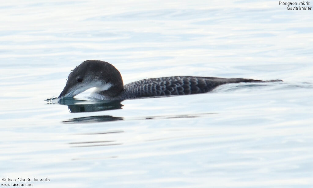 Common Loon, Behaviour