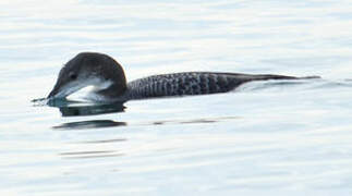 Common Loon