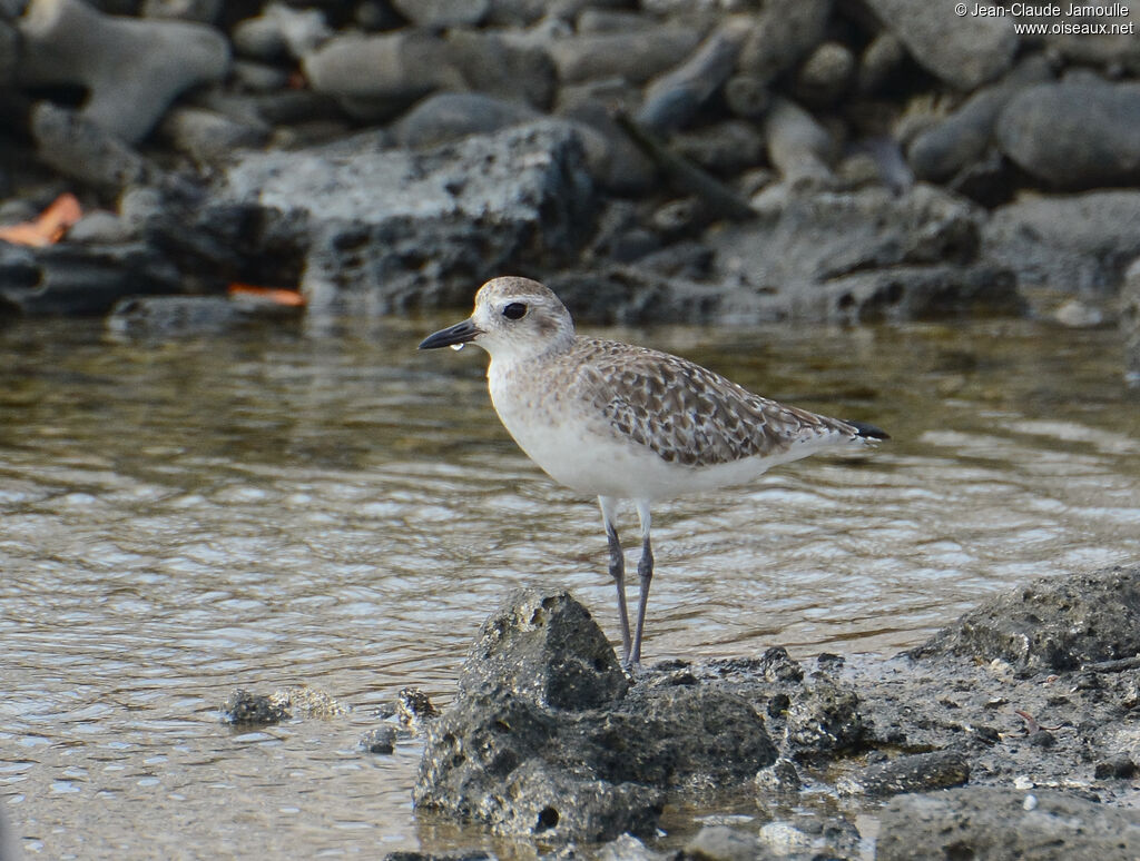 Grey Ploveradult post breeding, identification, aspect, walking, fishing/hunting