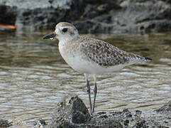 Grey Plover