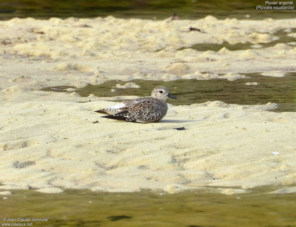 Grey Plover, Behaviour