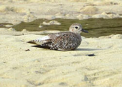 Grey Plover