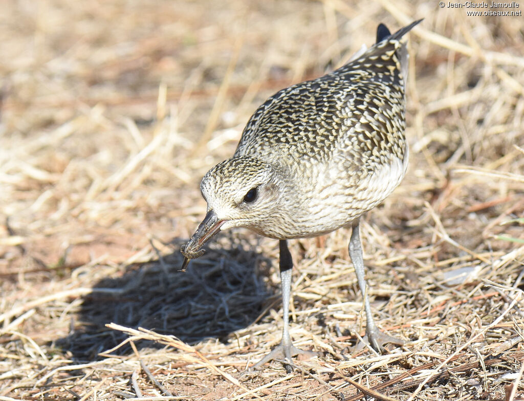 Grey Plover