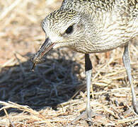 Grey Plover