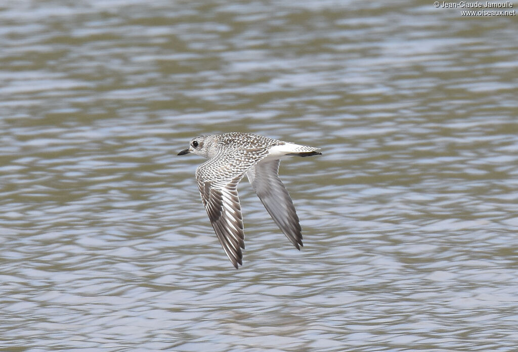 Grey Plover