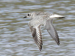 Grey Plover