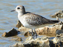 Grey Plover