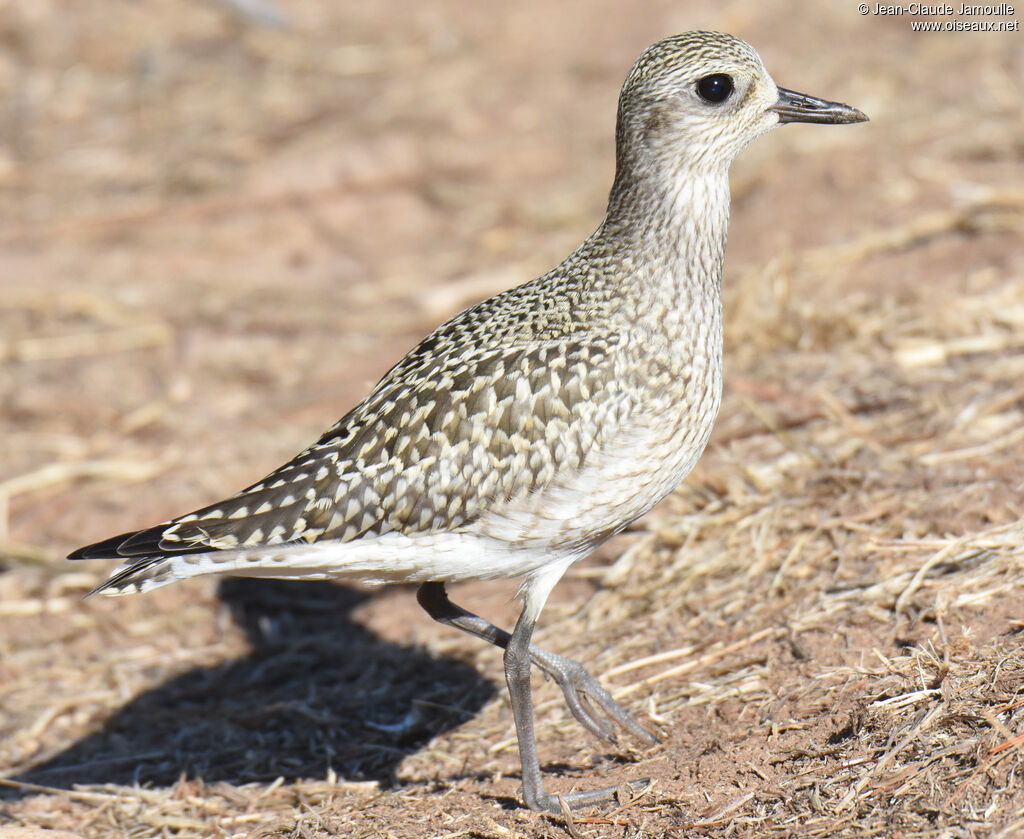 Grey Plover