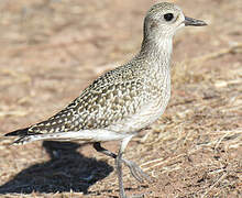 Grey Plover