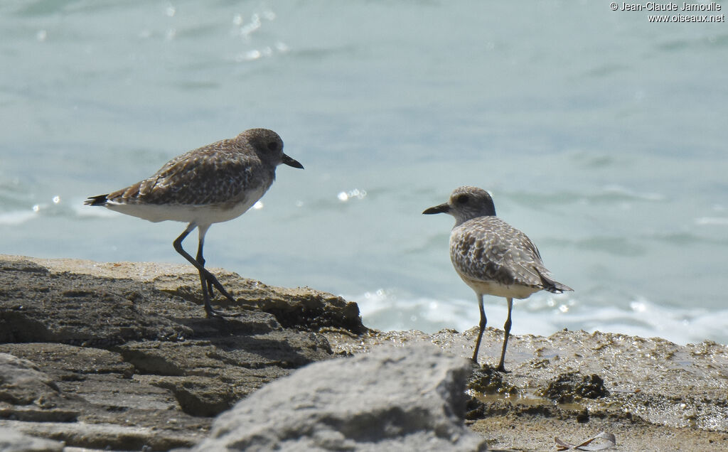 Grey Plover