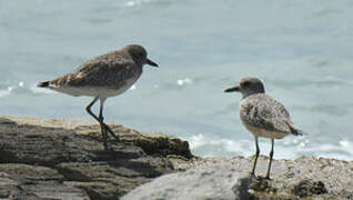 Grey Plover