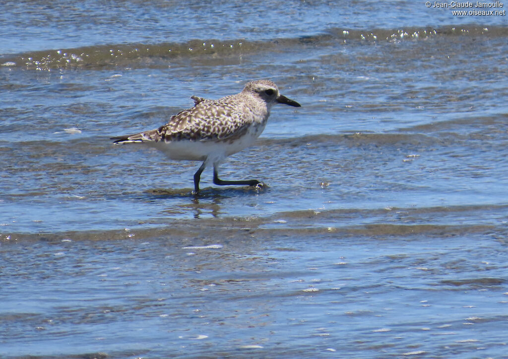 Grey Plover