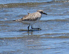 Grey Plover