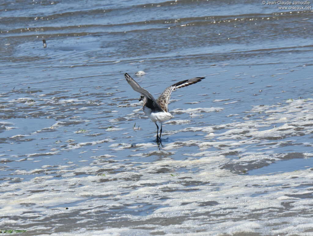 Grey Plover