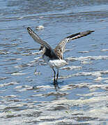 Grey Plover