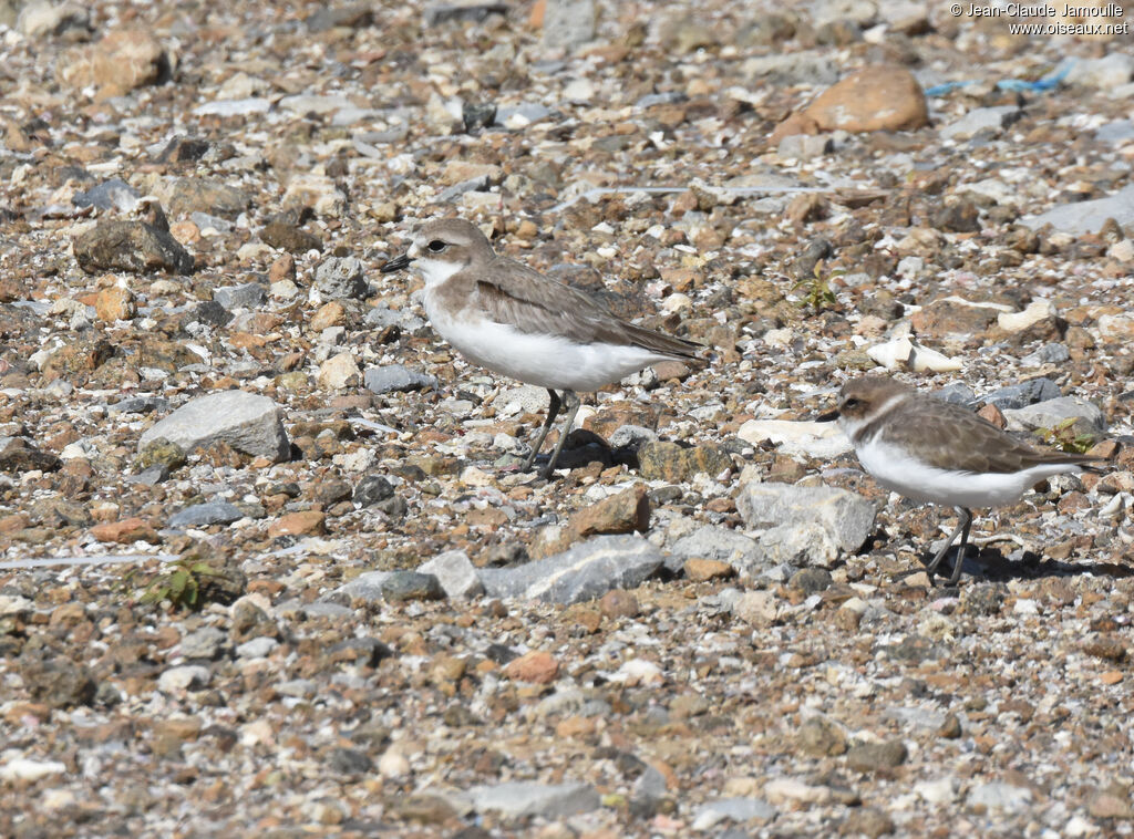 Tibetan Sand Plover