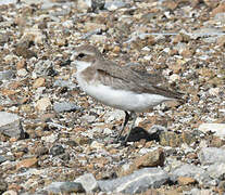 Tibetan Sand Plover