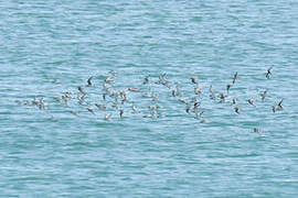 Tibetan Sand Plover