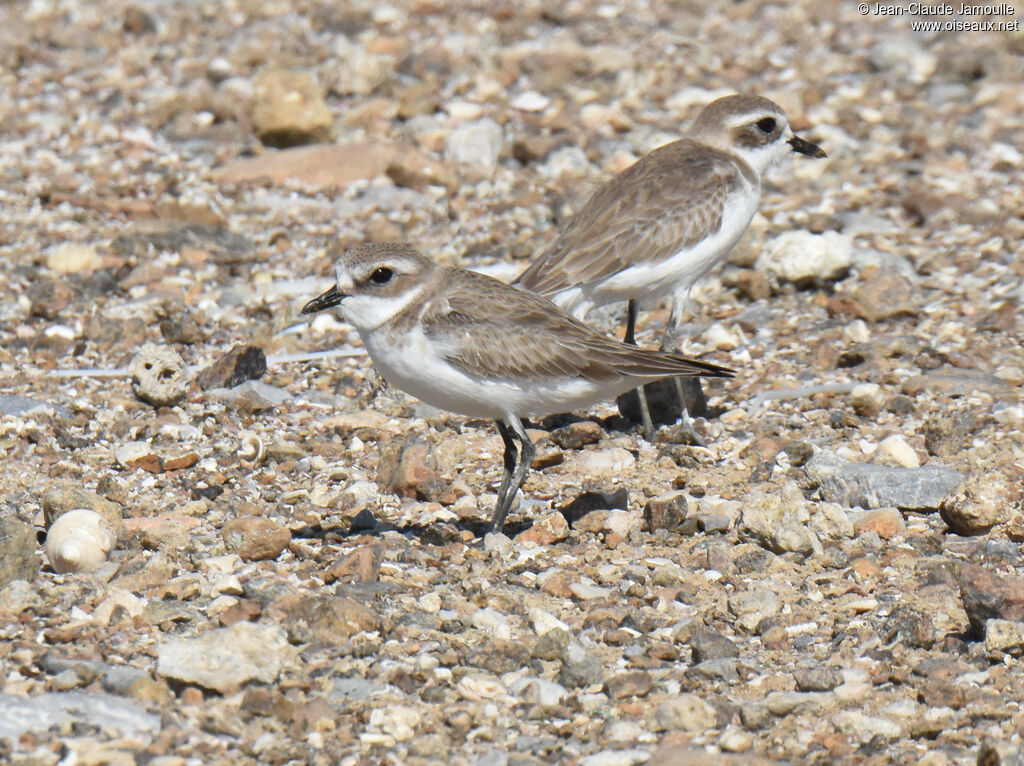 Tibetan Sand Plover